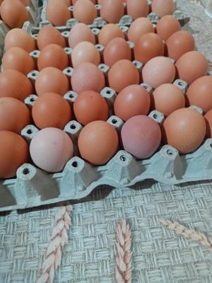 Ouă proaspete  - imagine 3