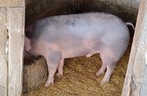 Vînd Porc de carne nu are grăsime 18 lei kg 