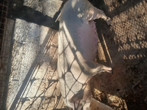 Purcea de vanzare - imagine 2