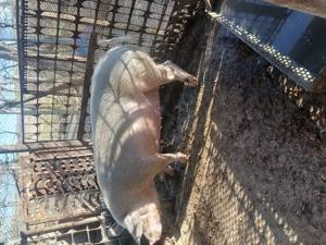 Purcea de vanzare - imagine 4