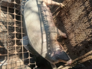 Purcea de vanzare - imagine 3