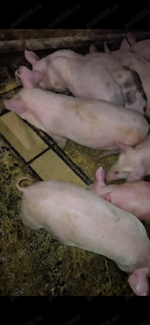 De vanzare: - imagine 2