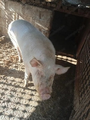 Vand porc crescut la curte - imagine 2