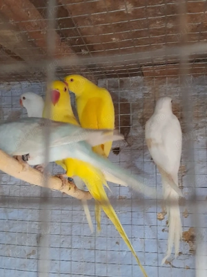 Micul Alexandru  - imagine 2