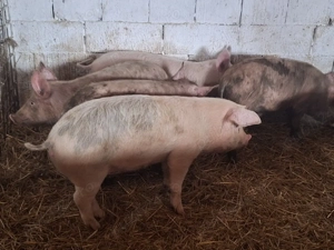 vand soldani de carne pret pe toti 600de lei pe bucata si pe ales 650 de lei 