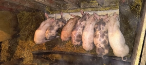Purcei de vânzare  - imagine 2