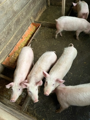 Vând purcei  - imagine 5