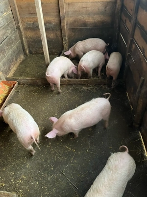 Vând purcei  - imagine 2