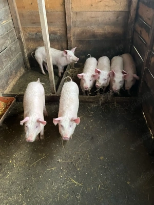 Vând purcei  - imagine 3