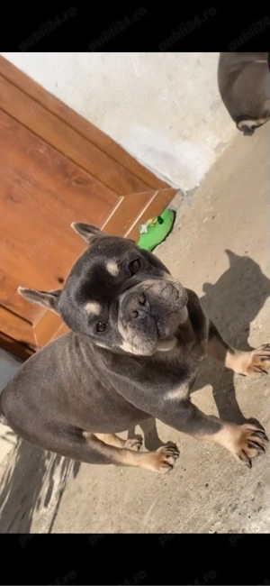 Vand femel  bulldog francez 