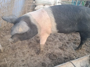 scrofita bazna - imagine 2