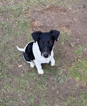 Foxterrier  Smooth  - imagine 5