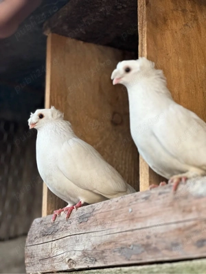 Porumbei Jucători de Botoșani - imagine 4