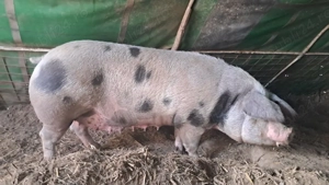 scroafa gestanta de 3 luni - imagine 4