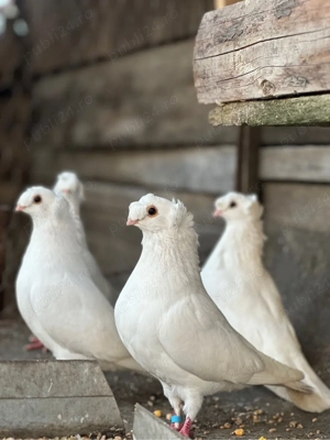 Porumbei Jucători de Botoșani - imagine 3