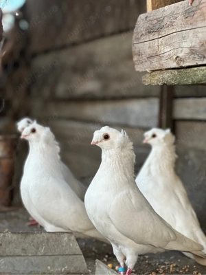 Porumbei Jucători de Botoșani - imagine 2