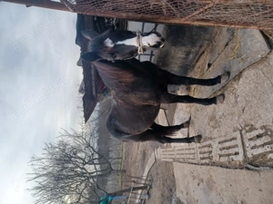 De vanzare  - imagine 2