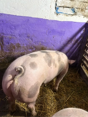 vand purcea de reproducere - imagine 2