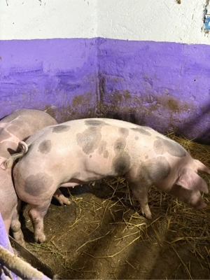 vand purcea de reproducere - imagine 3