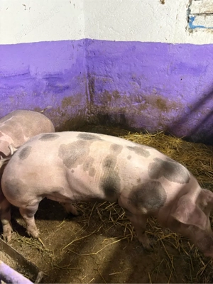 vand purcea de reproducere - imagine 4