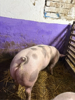 vand purcea de reproducere - imagine 5