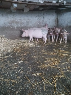 Vand purcei cu greutatea  cuprinsa intre 25-30 kg 