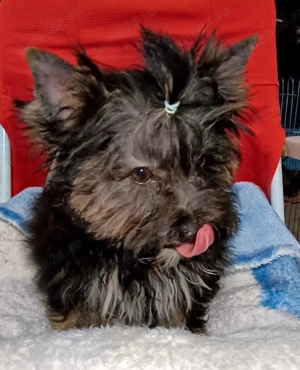 Yorkshire terrier standard  5 luni 