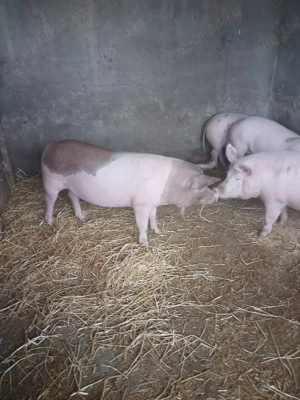 Vand porci cu greutate cuprinsa 70-80kg