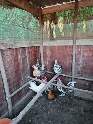 Găinuși și cocoșei de munte! - imagine 2