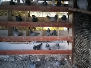 urgent porumbei voiajori  - imagine 3