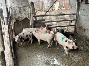 vand purcei 7 buc 30 35 kg buc prețul 380 lei buc  - imagine 2