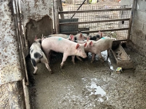 vand purcei 7 buc 30 35 kg buc prețul 380 lei buc  - imagine 3