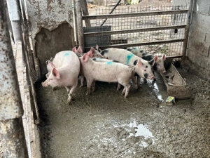 vand purcei 7 buc 30 35 kg buc prețul 380 lei buc  - imagine 5