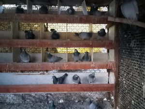 urgent porumbei voiajori  - imagine 2