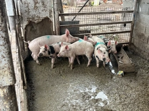 vand purcei 7 buc 30 35 kg buc prețul 380 lei buc  - imagine 4