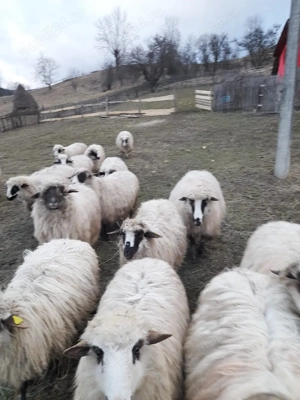 Oi de vânzare  - imagine 3