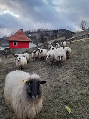 Oi de vânzare  - imagine 5