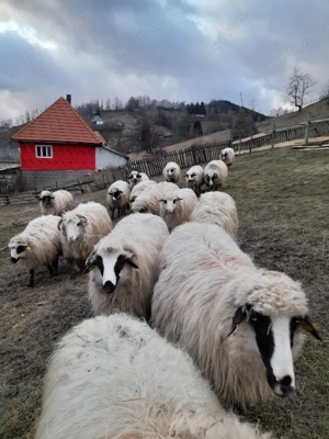 Oi de vânzare  - imagine 4