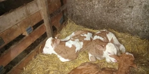 de vanzarae vitei - imagine 2