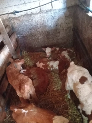 de vanzarae vitei - imagine 4