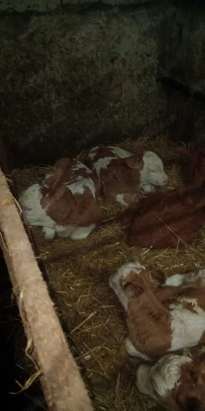 de vanzarae vitei - imagine 3