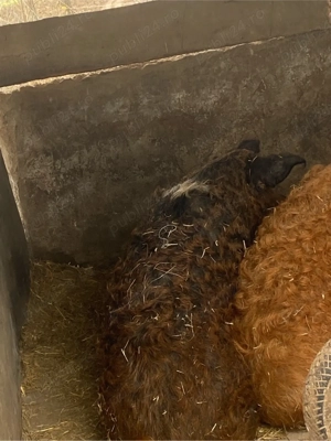 vand mangalita - imagine 3