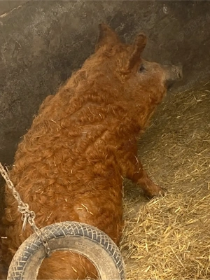 vand mangalita - imagine 4