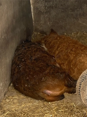 vand mangalita - imagine 2