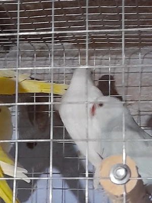 micul Alexandru  - imagine 4