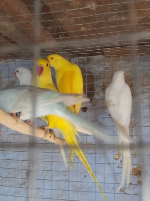 micul Alexandru  - imagine 3