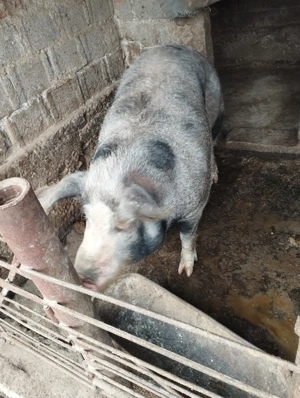 Pentru cine dorește contactați la   - imagine 2