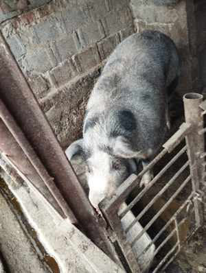 Pentru cine dorește contactați la   - imagine 3