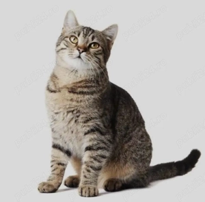 american shorthair