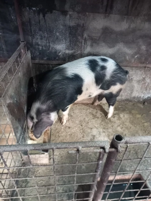 vand porc 140 kg! - imagine 2